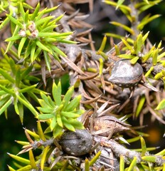 Hakea costata
