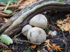 Coprinopsis romagnesiana