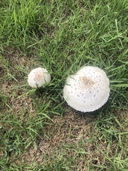 Chlorophyllum molybdites