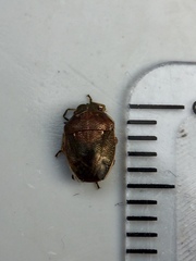 Neottiglossa pusilla