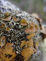 Hypogymnia lophyrea