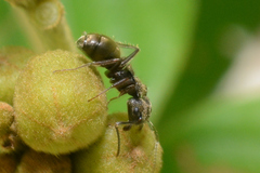 Dolichoderus bispinosus