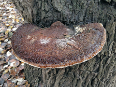Inocutis tamaricis