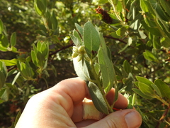 Arctostaphylos virgata