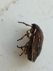 Neottiglossa pusilla