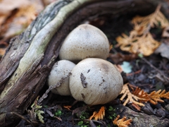 Coprinopsis romagnesiana