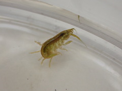 Ampithoidae