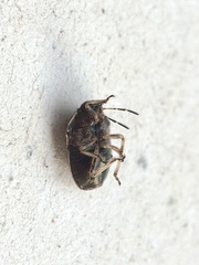 Neottiglossa pusilla