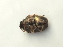 Neottiglossa pusilla