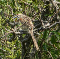 Schoeniophylax phryganophilus