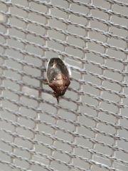 Neottiglossa pusilla