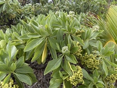 Heliotropium arboreum