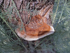 Inocutis tamaricis