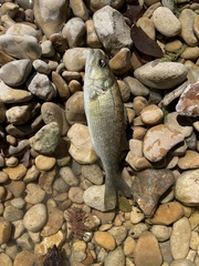 Micropterus treculii