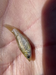 Poecilia latipinna