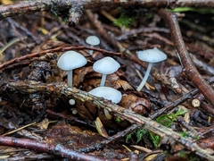 Strobilurus trullisatus