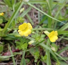 Mecardonia procumbens