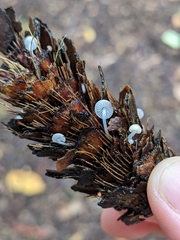 Strobilurus trullisatus