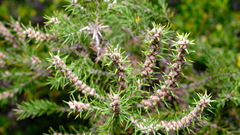 Hakea costata