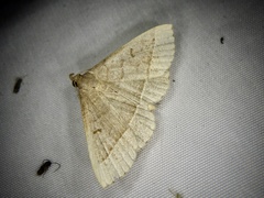Paracolax trilinealis