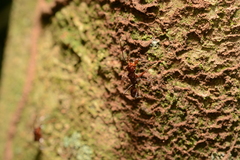 Ectatomma tuberculatum