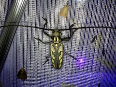 Batocera lineolata