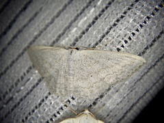 Scopula epiorrhoe