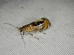 Schiffermuelleria imogena