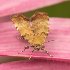 Choreutis pariana