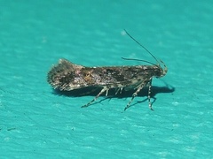 Aristotelia rubidella