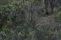 Acacia floribunda