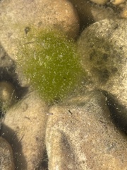 Chaetophoraceae