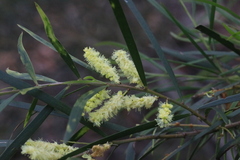 Acacia floribunda