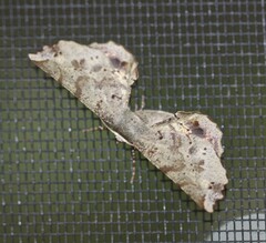 Parepisparis excusata