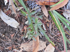 Rhinotropis californica