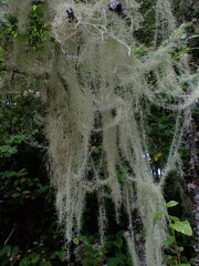 Usnea longissima