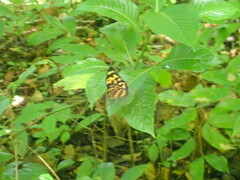 Tithorea harmonia megara