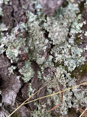 Punctelia caseana