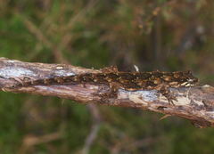 Mokopirirakau southern north island