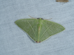 Urolitha bipunctifera