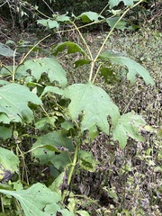 Smallanthus uvedalia