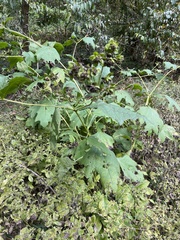Smallanthus uvedalia