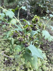 Smallanthus uvedalia