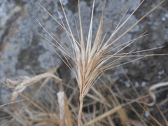 Bromus madritensis