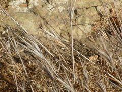 Bromus madritensis