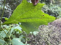 Smallanthus uvedalia