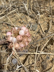 Haemanthus coccineus