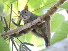 Sciurus yucatanensis