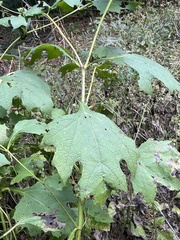 Smallanthus uvedalia