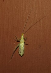 Oecanthus